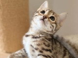 Chaton femelle Bengal brown inscrite au LOOF de février 2026 à vendre
