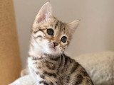 Chaton femelle Bengal brown inscrite au LOOF de février 2026 à vendre