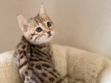 Chaton femelle Bengal brown inscrite au LOOF de février 2026 à vendre