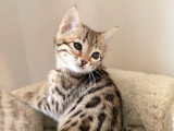 Chaton femelle Bengal brown inscrite au LOOF de février 2026 à vendre