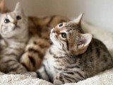 Chaton femelle Bengal brown inscrite au LOOF de février 2026 à vendre