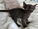 Portée Devon Rex LOOF mars 2026 2 mâles 1 femelle à réserver