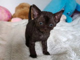 Portée Devon Rex LOOF mars 2026 2 mâles 1 femelle à réserver