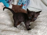 Portée Devon Rex LOOF mars 2026 2 mâles 1 femelle à réserver