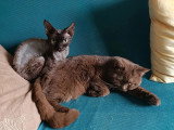 Portée Devon Rex LOOF mars 2026 2 mâles 1 femelle à réserver