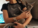 Portée Devon Rex LOOF mars 2026 2 mâles 1 femelle à réserver