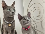 Chaton mâle Bleu Russe LOOF à vendre