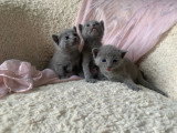 Chaton mâle Bleu Russe LOOF à vendre