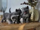 Chaton mâle Bleu Russe LOOF à vendre