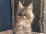 Chaton Maine Coon mâle black smoke LOOF à vendre, né en février 2026