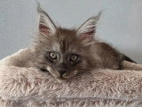 Chaton Maine Coon mâle black smoke LOOF à vendre, né en février 2026