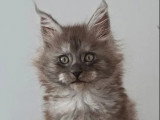 Chaton Maine Coon mâle black smoke LOOF à vendre, né en février 2026