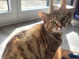 Jolène, jolie chatte tigré à adopter en association