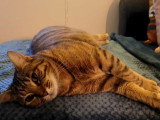 Jolène, jolie chatte tigré à adopter en association
