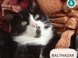 Balthazar, petit roi noir et blanc à adopter en association