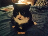 Balthazar, petit roi noir et blanc à adopter en association