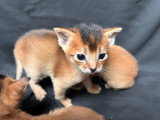 Magnifiques chatons Abyssins LOOF à vendre