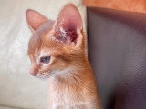 Magnifiques chatons Abyssins LOOF à vendre
