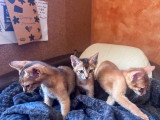 Magnifiques chatons Abyssins LOOF à vendre