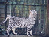 Chat Bengal argenté inscrit au LOOF disponible pour saillie