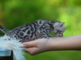 Chat Bengal argenté inscrit au LOOF disponible pour saillie