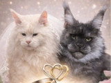 6 chatons Maine Coon à réserver LOOF nés en avril 2026