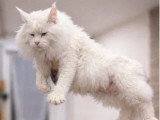6 chatons Maine Coon à réserver LOOF nés en avril 2026