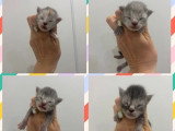 6 chatons Maine Coon à réserver LOOF nés en avril 2026