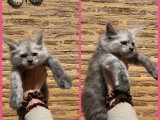 Chaton femelle Maine Coon black smoke LOOF à réserver née en mars 2026