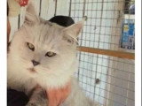 Chaton femelle Maine Coon black smoke LOOF à réserver née en mars 2026