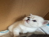 Chatons Scottish et British à vendre