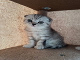 Chatons Scottish à vendre