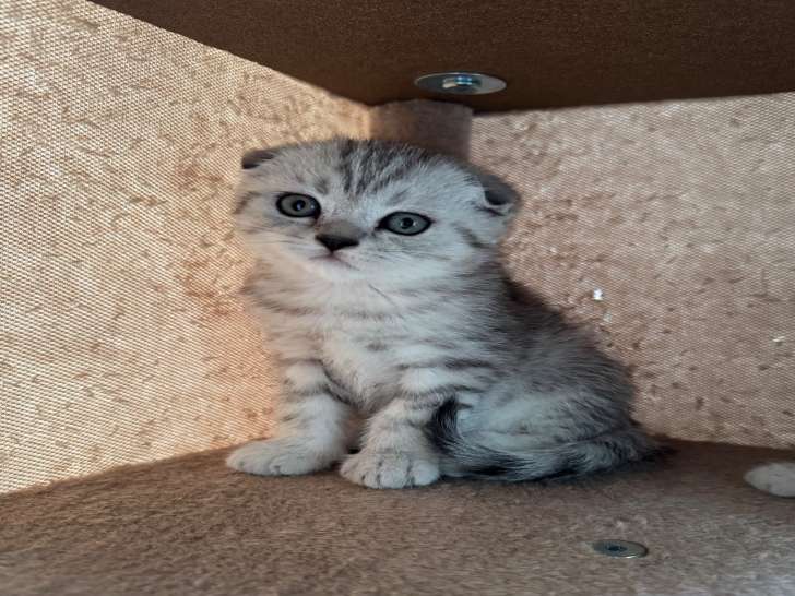 Chatons Scottish à vendre