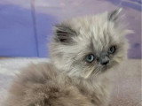 Chaton femelle Persan Blue Point  de février 2026 non LOOF à vendre