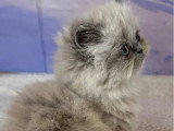 Chaton femelle Persan Blue Point  de février 2026 non LOOF à vendre