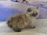 Chaton femelle Persan Blue Point  de février 2026 non LOOF à vendre