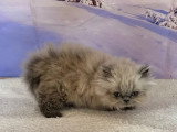 Chaton femelle Persan Blue Point  de février 2026 non LOOF à vendre