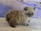 Chaton femelle Persan Blue Point  de février 2026 non LOOF à vendre