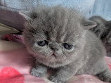 Chatons Exotic Shorthair à réserver