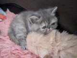 Chatons Exotic Shorthair à réserver