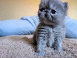 Chatons Exotic Shorthair à réserver
