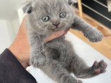 Chatons Scottish Fold et Scottish Straight à réserver