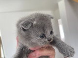 Chatons Scottish Fold et Scottish Straight à réserver