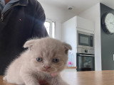 Chatons Scottish Fold et Scottish Straight à réserver