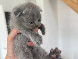 Chatons Scottish Fold et Scottish Straight à réserver