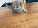 Chatons Scottish Fold et Scottish Straight à réserver