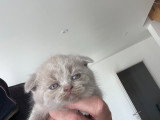 Chatons Scottish Fold et Scottish Straight à réserver