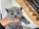 Chatons Scottish Fold et Scottish Straight à réserver