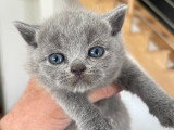 Chatons Scottish Fold et Scottish Straight à réserver