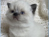 Réservation de 2 chatons British Shorthair LOOF nés en avril 2026